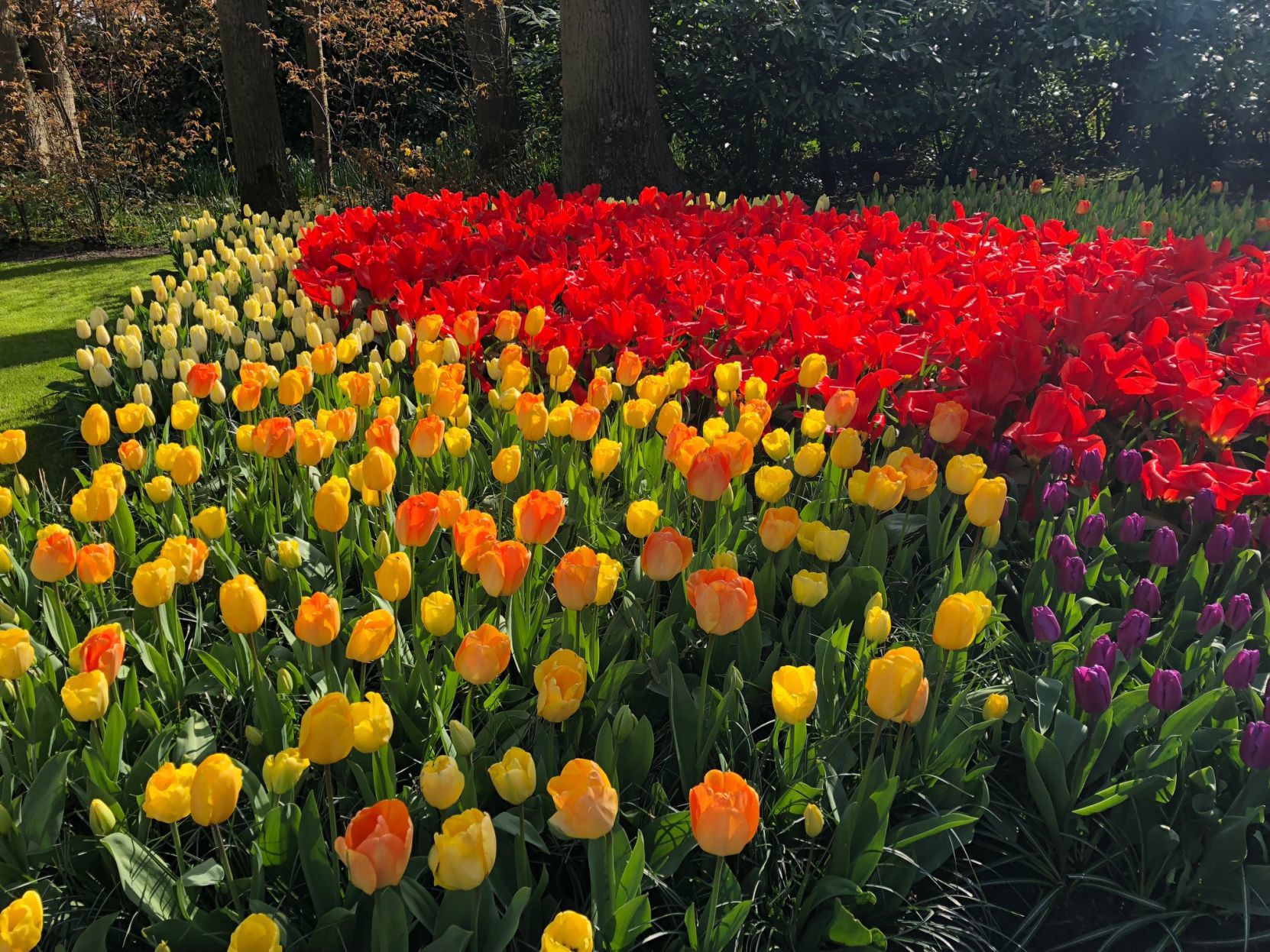 Red and Yellow Tulips